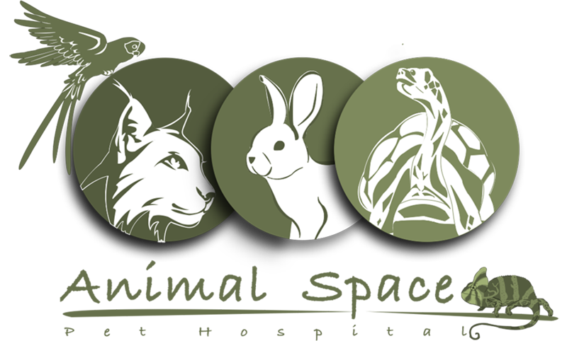 Animal Space Exotic Pet Hospital โรงพยาบาลสัตว์แอนิมอลสเปซ รักษาสัตว์ Exotic สัตว์แปลก สัตว์หายาก