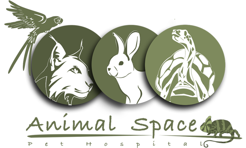 โรงพยาบาลสัตว์แอนิมอลสเปซ Animal Space Exotic Pet Hospital รักษาสัตว์เลี้ยงชนิดพิเศษ (Exotic pets)